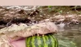 网红吃瓜鳄鱼是真的吗,真相揭秘还是炒作？