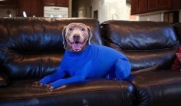 史蒂夫训犬爆料视频完整版,完整版爆料视频深度解析