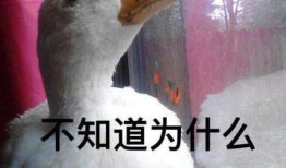 娱乐吃瓜酱冲鸭,揭秘娱乐圈那些鲜为人知的幕后故事