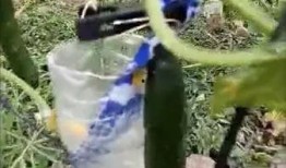 安丘大瓜爆料视频,一场引人入胜的爆料盛宴
