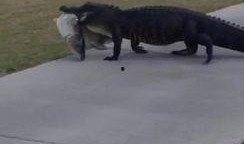 网红吃瓜鳄鱼是真的吗,真相揭秘还是炒作？